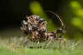 Juvenile assassin bug