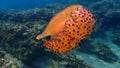 Atlantic horse mackerel (Trachurus trachurus) and Mediterranean jelly (Cotylorhiza tuberculata) undersea Royalty Free Stock Photo