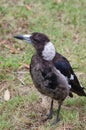 Juvenile Australian Magpie Gymnorhina tibicen at Lake Currimundi picnic reserve Royalty Free Stock Photo