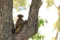 Juvenile baboon, papio ursinus, sitting in tree moremi national park, botswana Royalty Free Stock Photo