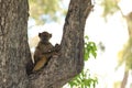 Juvenile baboon sitting in tree moremi national park, botswana Royalty Free Stock Photo