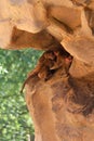Playful Juvenile baboons, rock face playground
