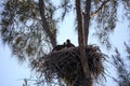 Juvenile Baby bald eaglet Haliaeetus leucocephalus in a nest on Marco Island