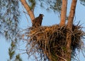 Juvenile Baby bald eaglet Haliaeetus leucocephalus in a nest