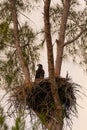 Juvenile Baby bald eaglet Haliaeetus leucocephalus in a nest