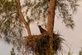 Juvenile Baby bald eaglet Haliaeetus leucocephalus in a nest