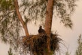 Juvenile Baby bald eaglet Haliaeetus leucocephalus in a nest