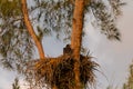 Juvenile Baby bald eaglet Haliaeetus leucocephalus in a nest