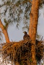 Juvenile Baby bald eaglet Haliaeetus leucocephalus in a nest