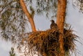 Juvenile Baby bald eaglet Haliaeetus leucocephalus in a nest