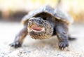 Juvenile baby Common Snapping Turtle, Georgia USA