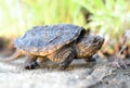 Juvenile baby Common Snapping Turtle, Georgia USA