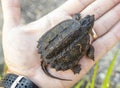 Juvenile baby Common Snapping Turtle in palm of hand, Georgia USA