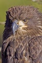 Juvenile Bald Eagle