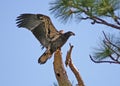 Juvenile bald eagle