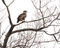 Juvenile Bald Eagle in a bare treetop