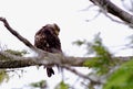 Juvenile bald eagle on a branch preening itself Royalty Free Stock Photo