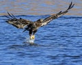 A Juvenile Bald Eagle Captures a Fish