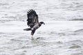 Juvenile bald eagle catching a fish Royalty Free Stock Photo