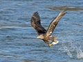 Juvenile Bald Eagle with Fish