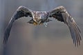 Juvenile Bald Eagle with Fish Royalty Free Stock Photo