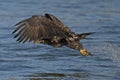 Juvenile Bald Eagle Fish Grab Dive Royalty Free Stock Photo