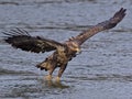 Juvenile Bald Eagle Fish Grab Dive Royalty Free Stock Photo