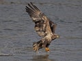 Juvenile Bald Eagle Fish Grab Dive Royalty Free Stock Photo