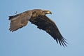 Juvenile Bald Eagle Royalty Free Stock Photo