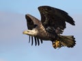 Juvenile Bald Eagle in Flight with Fish Royalty Free Stock Photo
