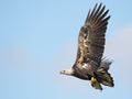 Juvenile Bald Eagle in Flight with Fish Royalty Free Stock Photo