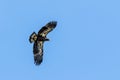 Juvenile Bald Eagle in Flight Royalty Free Stock Photo