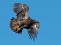 Juvenile Bald Eagle in Flight Royalty Free Stock Photo