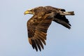Juvenile Bald Eagle Flight Royalty Free Stock Photo