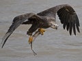 Juvenile Bald Eagle in flight with large Fish Royalty Free Stock Photo