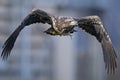 Juvenile Bald Eagle with Fish Royalty Free Stock Photo