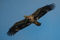 Juvenile bald eagle in flight Royalty Free Stock Photo