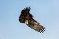 Juvenile Bald Eagle in Flight Royalty Free Stock Photo