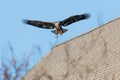 Juvenile Bald Eagle in Flight Royalty Free Stock Photo