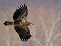 Juvenile Bald Eagle in Flight Royalty Free Stock Photo