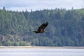 Juvenile bald eagle flying low over a water inlet