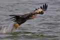 Juvenile Bald Eagle Fish Grab Dive Royalty Free Stock Photo