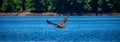 Juvenile bald eagle Haliaeetus leucocephalus flying just above the Rainbow flowage in northern Wisconsin Royalty Free Stock Photo