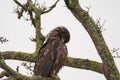 Juvenile Bald Eagle Haliaeetus leucocephalus perched on a tree Royalty Free Stock Photo
