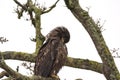 Juvenile Bald Eagle Haliaeetus leucocephalus Preening itself on a Tree Royalty Free Stock Photo
