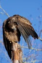 Juvenile bald eagle holds its head upside down as it preens itself Royalty Free Stock Photo