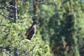 A juvenile bald eagle Royalty Free Stock Photo