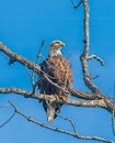 Juvenile bald eagle perched on a dead branch Royalty Free Stock Photo