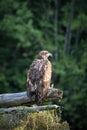 Juvenile bald eagle perched on a log with trees in the background Royalty Free Stock Photo
