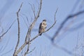 Juvenile bald eagle perching in tree Royalty Free Stock Photo